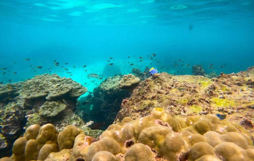 Phi Phi: Half-Day Speedboat Tour with Maya Bay & Snorkel - Value check: does $47 buy enough for your time?