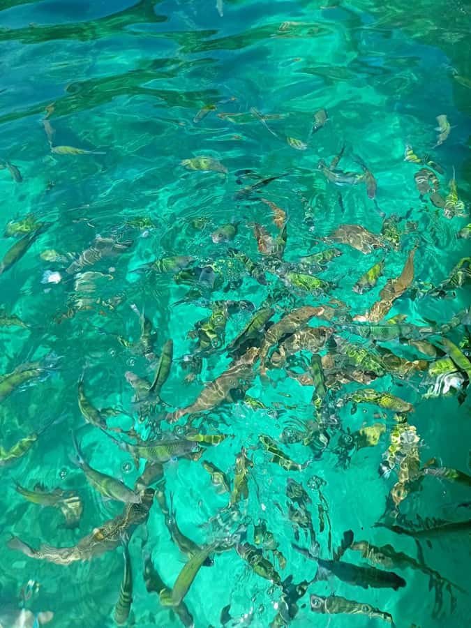 Phi Phi Islands: Private Longtail Boat 6-hour Trip - Captain and Communication: English Varies, So You Should Help It