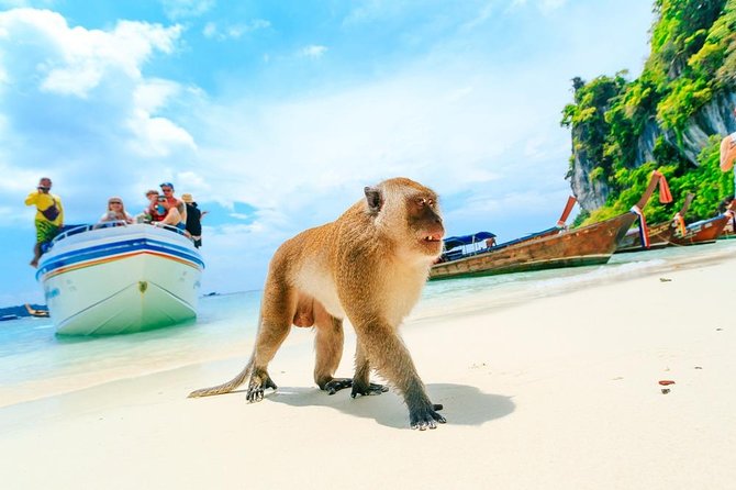 Phi Phi , Khai & Maya : Unforgettable Island Hopping by Speedboat - Stop 3 and 4: Monkey Beach tide risk you can actually plan for