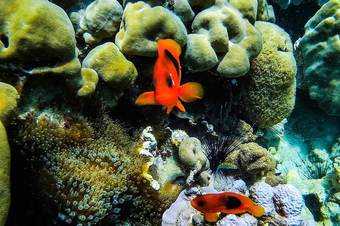 Phi Phi Tour from Krabi , Semi-Private Tour only 12 Guests - Bamboo Island and Pileh Bay: Where the Time for Water Actually Happens