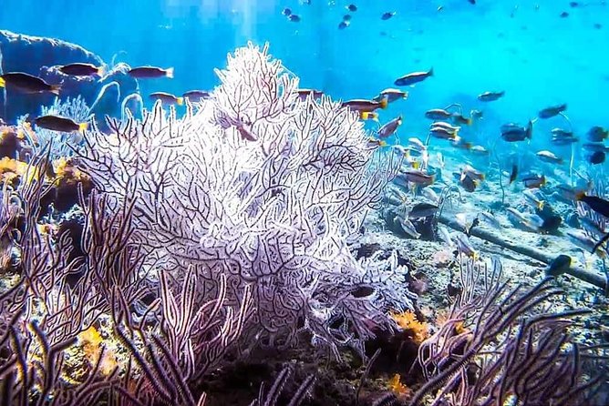 Phi Phi Tour from Krabi , Semi-Private Tour only 12 Guests - Ko Phi Phi Le: An Hour That Can Feel Like the Main Event