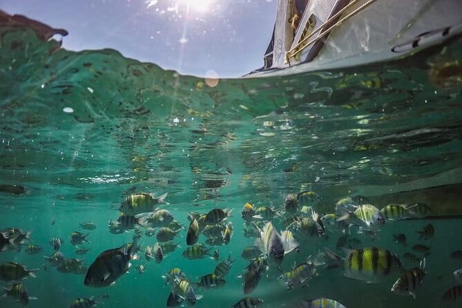 Phi Phi with Maya and Bamboo Island Day Trip by Speedboat - Monkey Beach and Viking Cave: Quick Stops With Built-In Variety