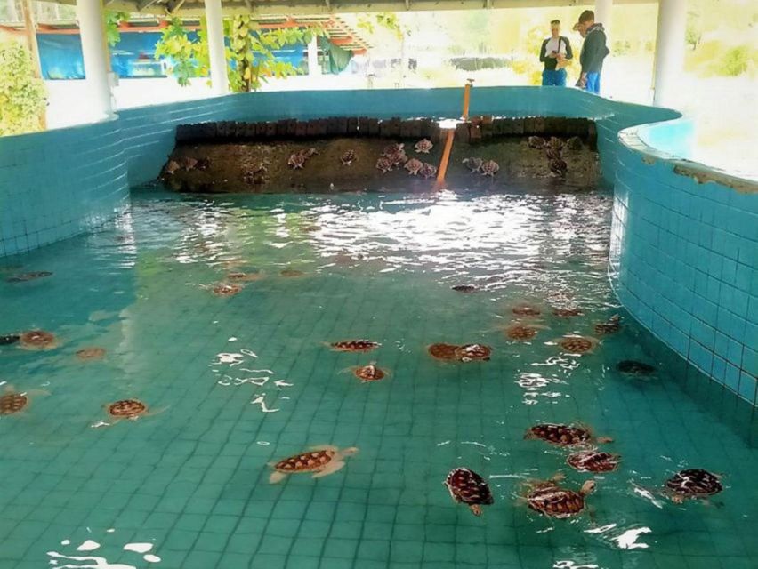 Phuket: Bamboo Rafting, Monkey Cave, and ATV Option - Sea Turtle Conservation Center: what you’ll actually see
