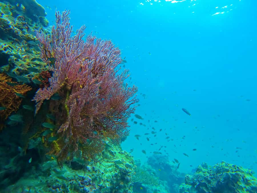 Phuket: Deluxe Phi Phi Tour by Speedboat & Lunch Buffet - Pileh Lagoon: swimming in a place that looks edited