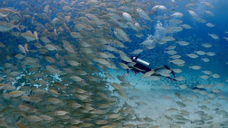 Phuket: Discover Scuba Diving to Racha Yai Island - Two guided underwater sessions at Racha Yai: what you’ll see and feel