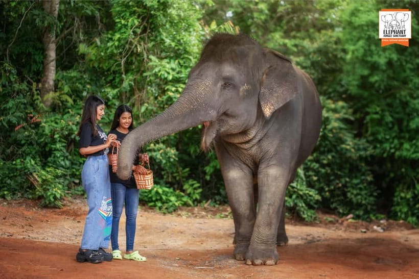 Phuket: Elephant Jungle Sanctuary Ethical Feeding Experience - Ethics Check: What’s Included Here (and What’s Not)