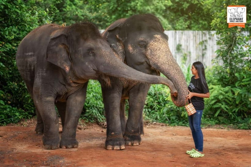 Phuket: Elephant Jungle Sanctuary Ethical Feeding Experience - Your Guide: The Part That Turns a Photo Into an Education