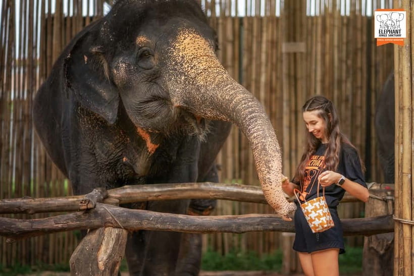Phuket: Elephant Jungle Sanctuary Ethical Feeding Experience - Photos You’ll Actually Like (Without Turning It Into a Zoo Rush)