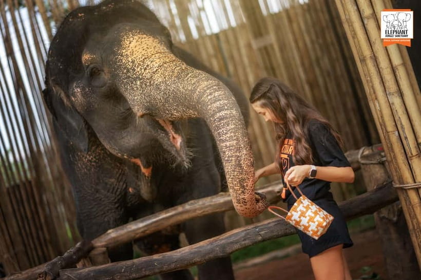 Phuket: Elephant Jungle Sanctuary Ethical Feeding Experience - Price and Value: Why $28 Can Be Worth It