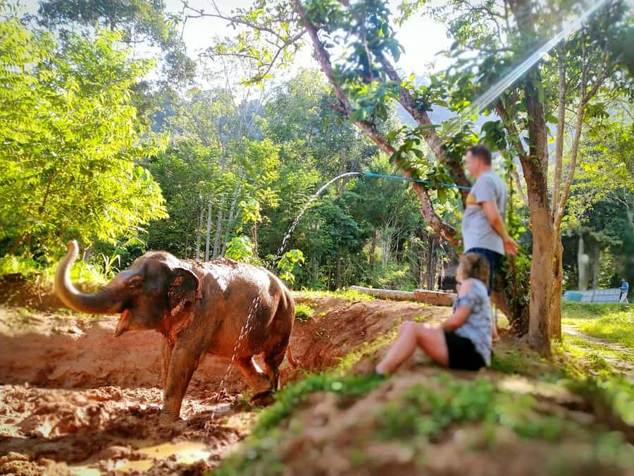 Phuket: Elephant Nature Reserve Entry Ticket and Guided Tour - Key highlights you’ll feel right away