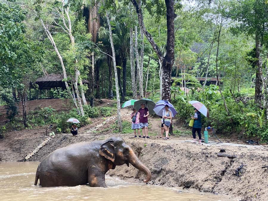 Phuket: Elephant Nature Reserve Entry Ticket and Guided Tour - Why this Phuket Elephant Nature Reserve visit feels different