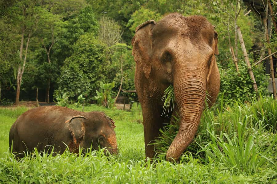Phuket: Elephant Nature Reserve Entry Ticket and Guided Tour - Getting to the reserve and handling the 1.5-hour window