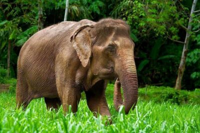 Phuket: Elephant Nature Reserve Entry Ticket and Guided Tour - Price and value: is $37 worth it?