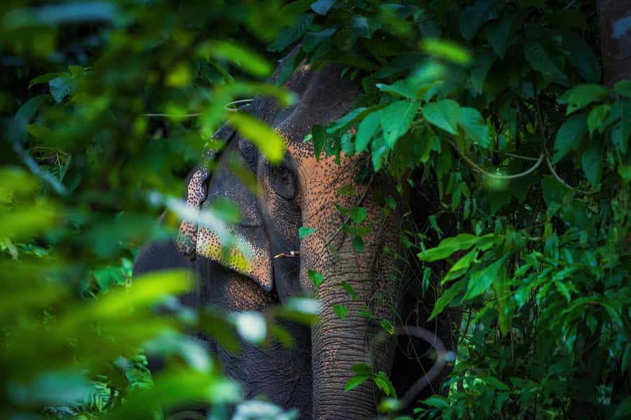Phuket: Elephant Nature Reserve Entry Ticket and Guided Tour - Entering the reserve: your briefing and the rules of the day