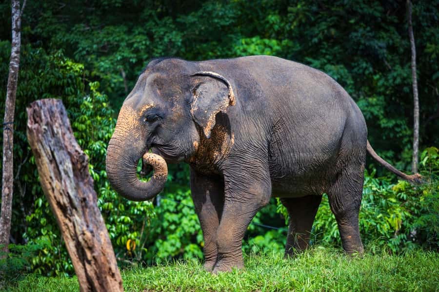 Phuket: Elephant Nature Reserve Entry Ticket and Guided Tour - Food prep and feeding: the hands-on part that stays respectful