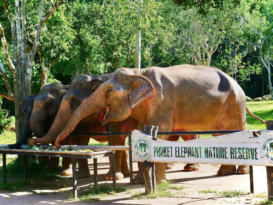 Phuket: Elephant Nature Reserve Entry Ticket and Guided Tour - Elephant jungle observation: calm watching beats a forced schedule