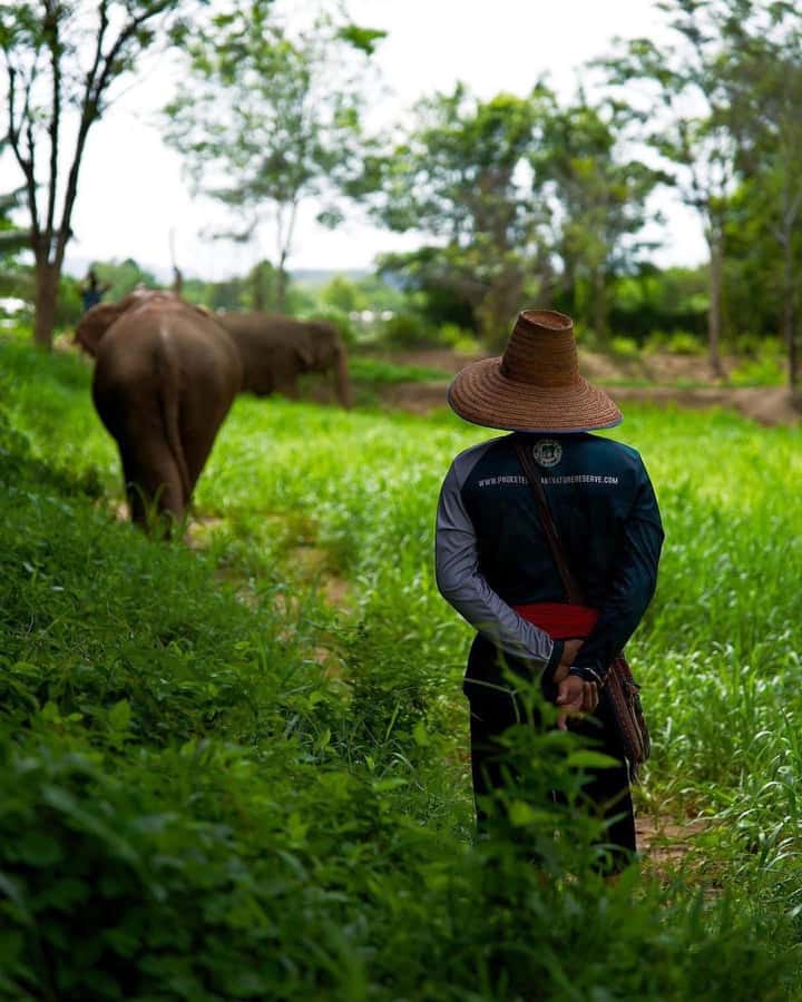 Phuket: Elephant Nature Reserve Entry Ticket and Guided Tour - The small ecosystem: water ponds, paths, and why the setting matters