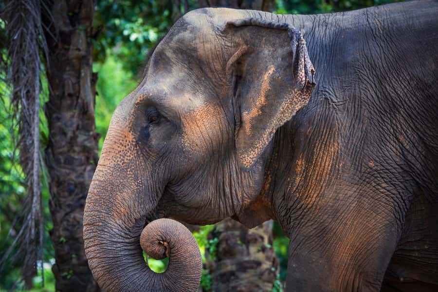 Phuket: Elephant Nature Reserve Entry Ticket and Guided Tour - Who should book this elephant sanctuary tour?