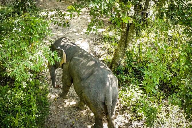 Phuket Elephant Sanctuary Canopy Walkway Tour - Key Highlights You’ll Actually Care About