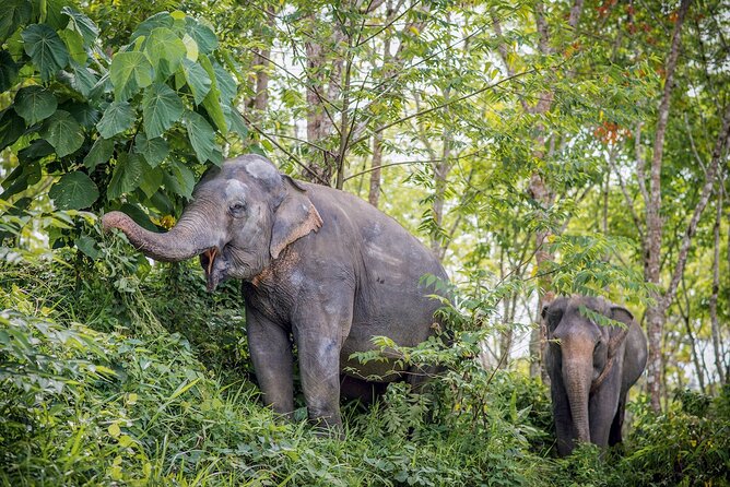 Phuket Elephant Sanctuary Canopy Walkway Tour - Why This Sanctuary Visit Feels Different Than Elephant Shows
