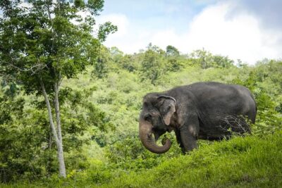 Phuket: Elephant Sanctuary Canopy Walkway Tour - Entering Phuket Elephant Sanctuary’s Canopy: The 500-Meter View