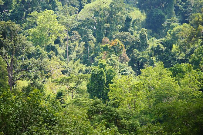 Phuket Elephant Sanctuary Canopy Walkway Tour - Timing Tips: Choosing a Slot That Matches Your Mood