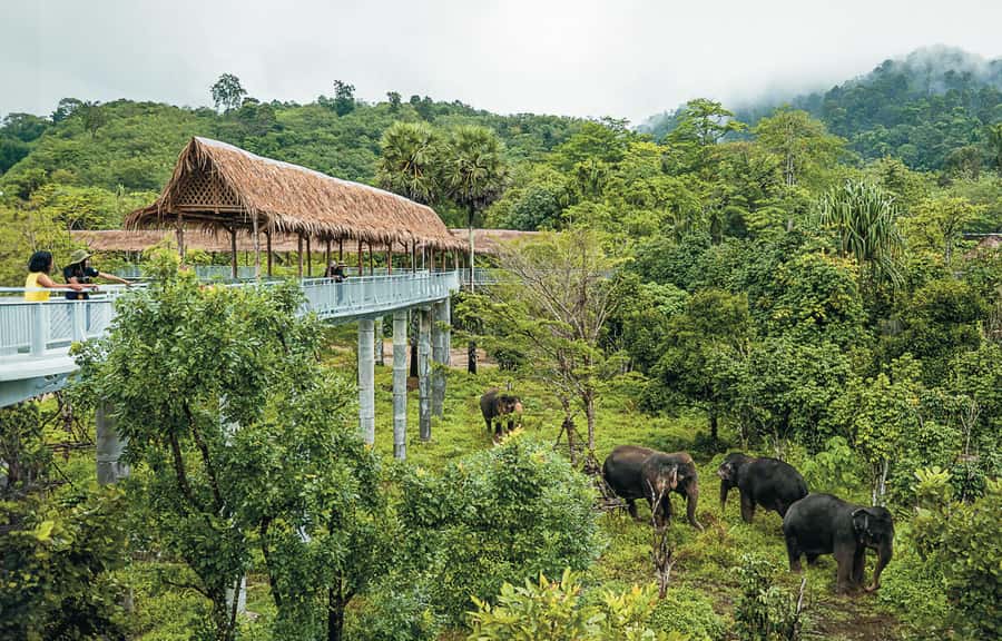 Phuket: Elephant Sanctuary Canopy Walkway Tour - Snacks, Iced Soda, and That Welcome-Then-Relax Feeling