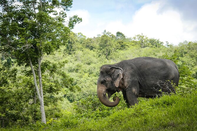 Phuket Elephant Sanctuary Canopy Walkway Tour - Feeding Time (Until March 31, 2026) and What to Expect