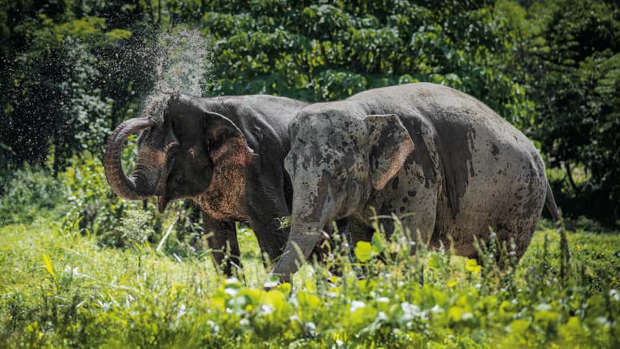 Phuket Elephant Sanctuary: Half-Day with Vegetarian Meal - Key things to know before you go