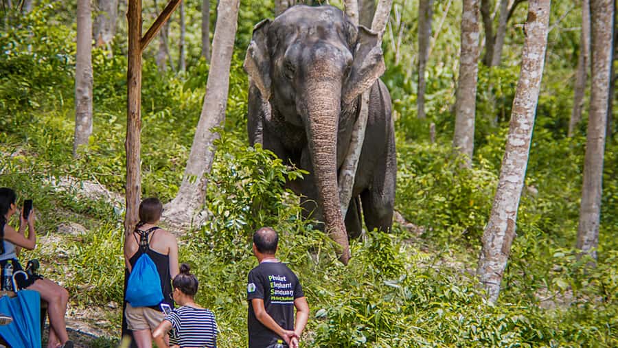 Phuket Elephant Sanctuary: Half-Day with Vegetarian Meal - Half-Day at Phuket Elephant Sanctuary: What you’ll do in 210 minutes