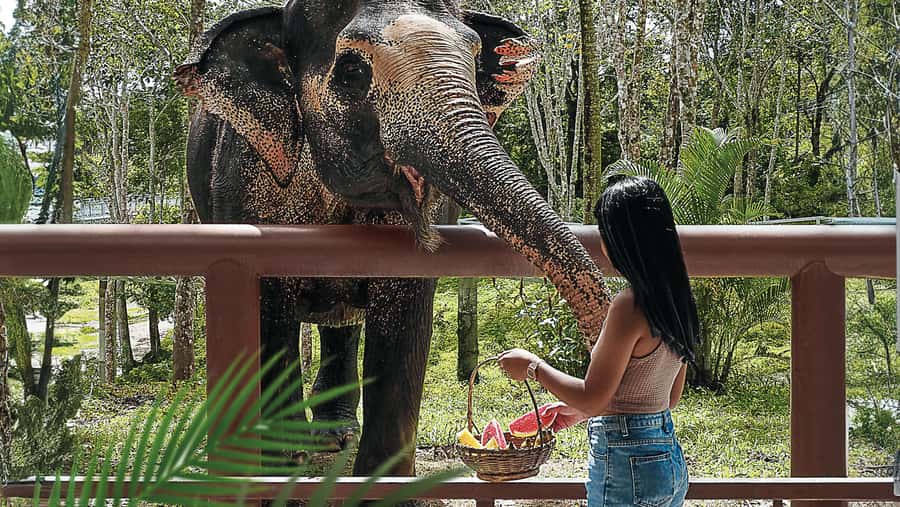 Phuket Elephant Sanctuary: Half-Day with Vegetarian Meal - Tree Top Lounge: snacks, the documentary, and why the sanctuary exists