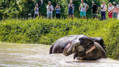 Phuket Elephant Sanctuary: Half-Day with Vegetarian Meal - Getting there and settling in: meeting point, transfers, and first impressions