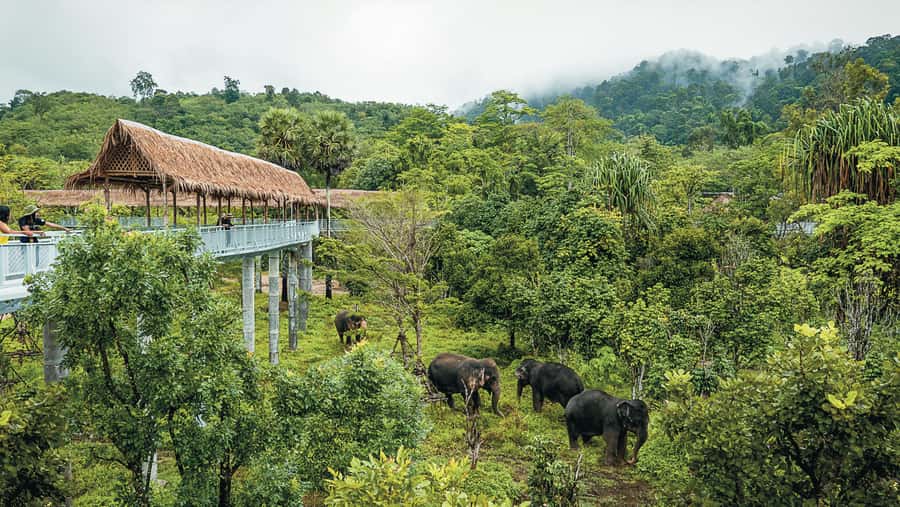 Phuket Elephant Sanctuary: Half-Day with Vegetarian Meal - Above it all: walking Thailand’s longest canopy walkway
