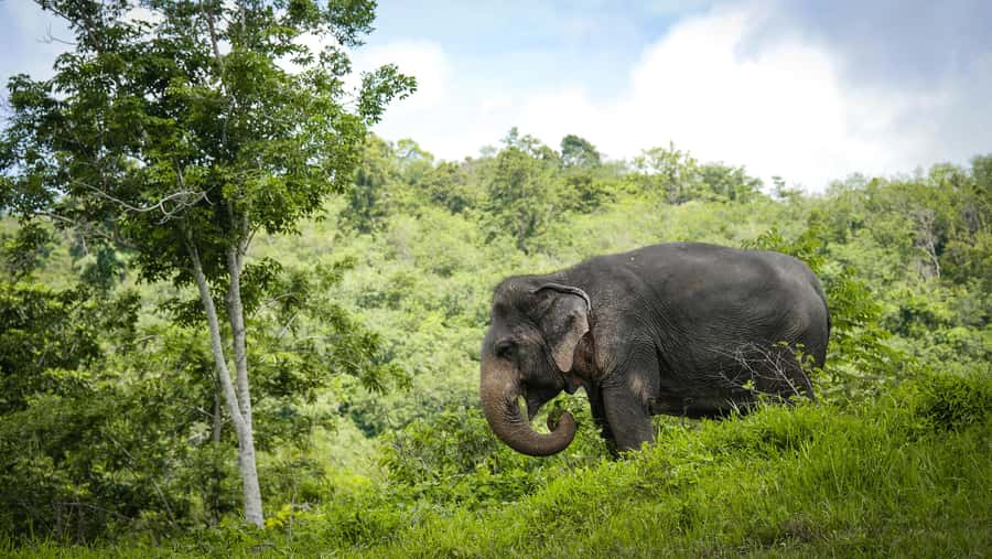 Phuket Elephant Sanctuary: Half-Day with Vegetarian Meal - Guides and elephant stories: what makes it feel personal