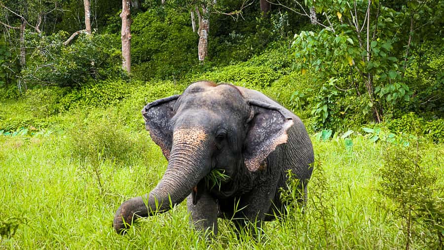 Phuket Elephant Sanctuary: Half-Day with Vegetarian Meal - What you’ll eat: the vegetarian Thai meal at the end