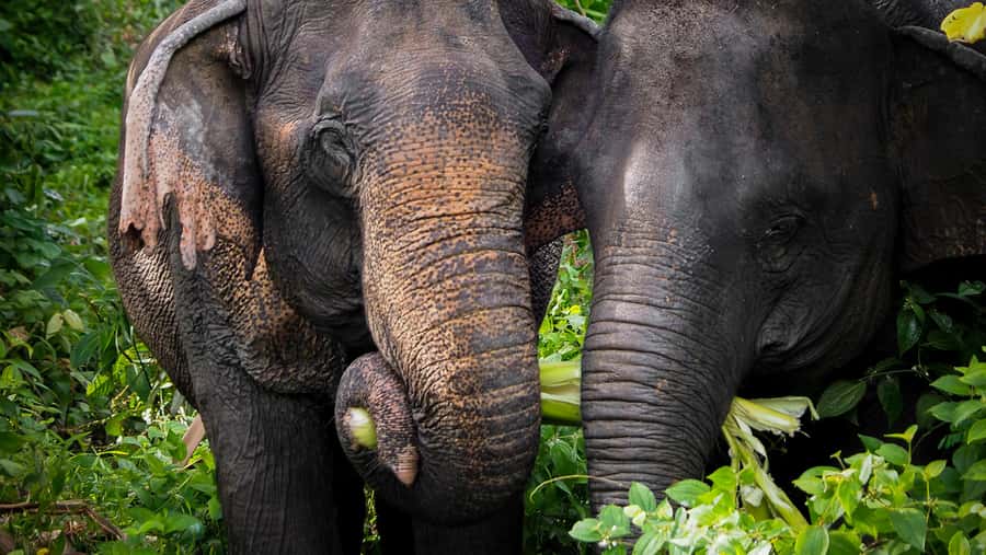 Phuket Elephant Sanctuary: Half-Day with Vegetarian Meal - Price and value: is $96 for 3.5 hours worth it?