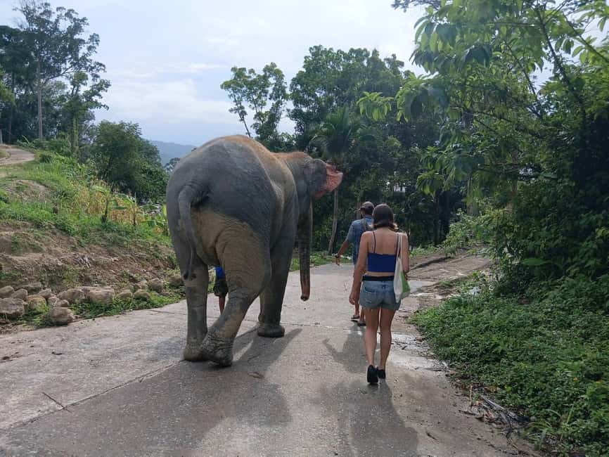 Phuket: Elephant Sanctuary Tour with Hotel Transfers - How the Phuket Sanctuary Tour Actually Runs