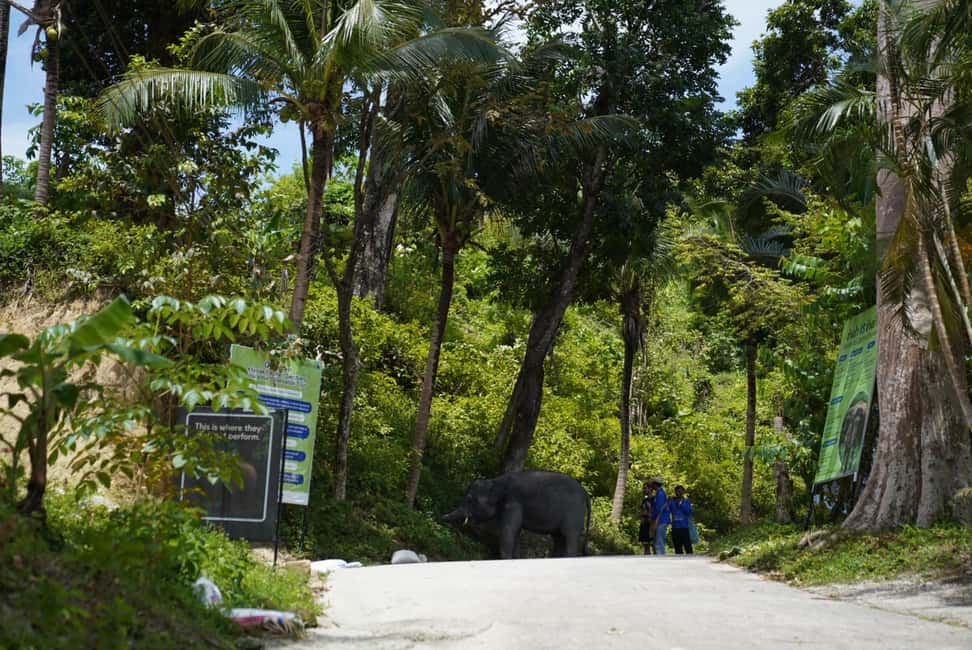 Phuket: Elephant Sanctuary Tour with Hotel Transfers - Ethics You Can Feel: Rescued Care and Gentle Interactions