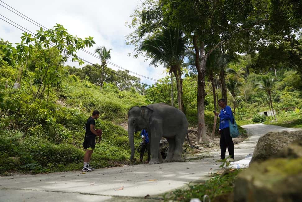Phuket: Elephant Sanctuary Tour with Hotel Transfers - Price and Value: Is $32 a Smart Move?