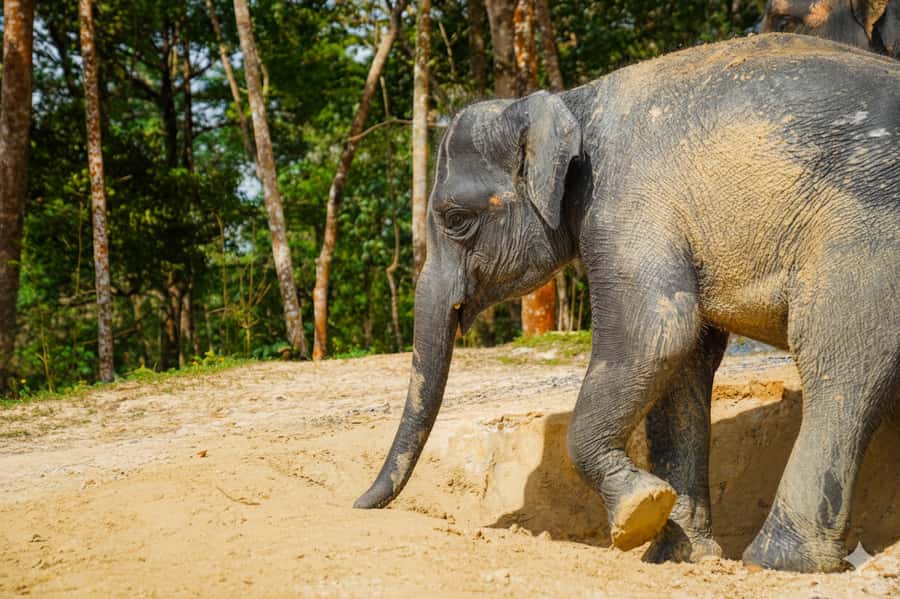 Phuket: Elephant Sanctuary Tour with Pickup & Optional Lunch - Key highlights worth your time