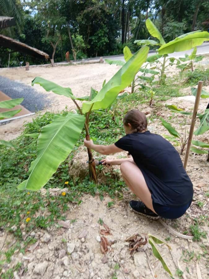 Phuket: Elephant Sanctuary Tour with Pickup & Optional Lunch - Forest stroll and feeding: the closest you’ll get without rushing