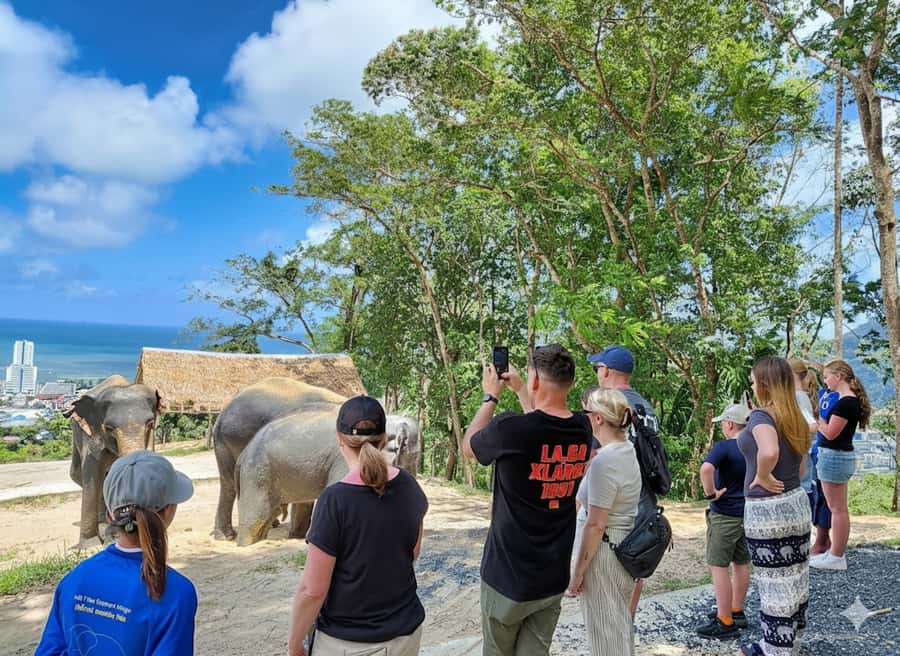 Phuket: Elephant Sanctuary Tour with Pickup & Optional Lunch - Pickup and the jungle drive: how your morning actually goes