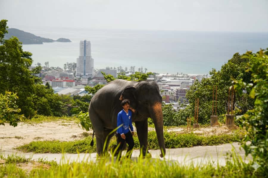 Phuket: Ethical Elephant Sanctuary Experience - Pickup, jungle drive, and meeting the team