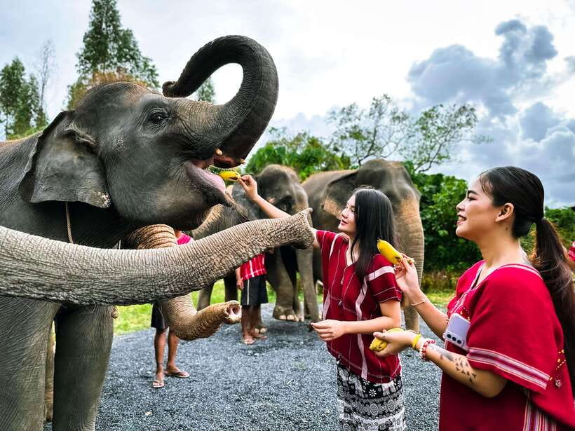 Phuket : Experience feeding and bathing elephants 1.5 Hrs. - Getting There From Phuket Hotels: Pickup Times and Transfer Reality