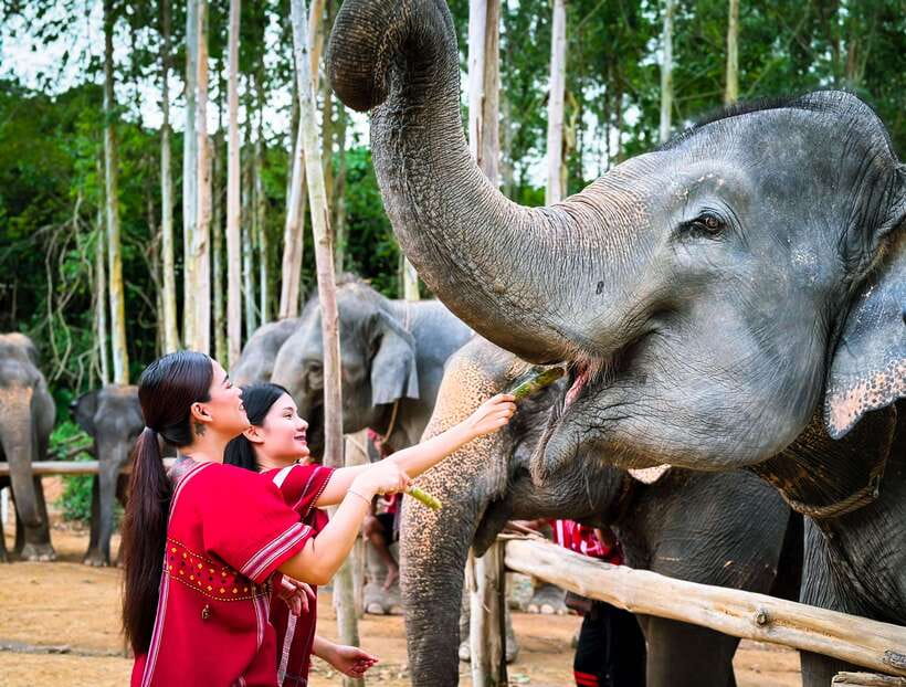 Phuket : Experience feeding and bathing elephants 1.5 Hrs. - Feeding Two Baby Elephants Up Close: Vitamins, Photo Moments, and Safety