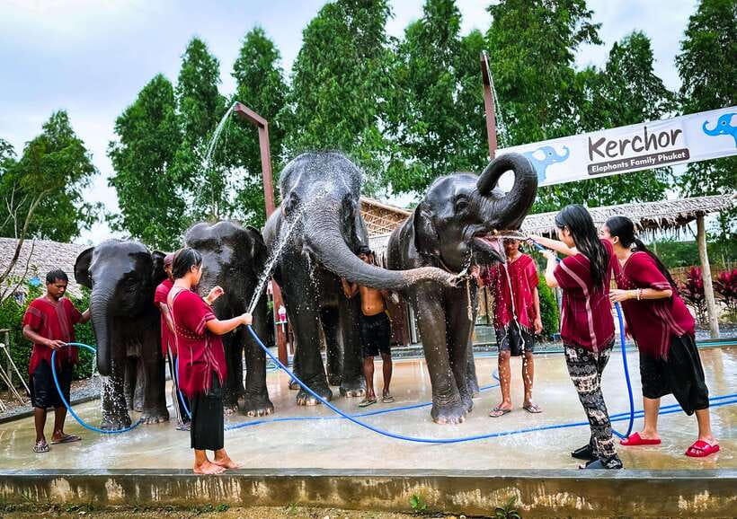 Phuket : Experience feeding and bathing elephants 1.5 Hrs. - Should You Book This Phuket Elephant Tour?