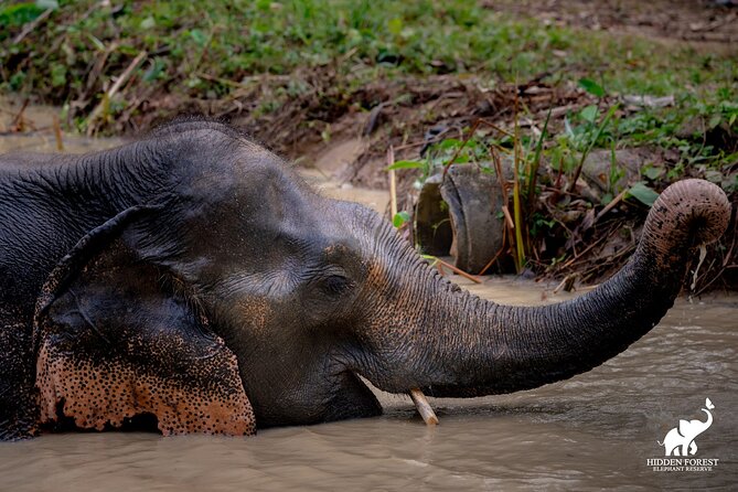 Phuket: Hidden Forest Elephant Reserve Guided Tour with Lunch - Why this Phuket elephant reserve tour feels more human