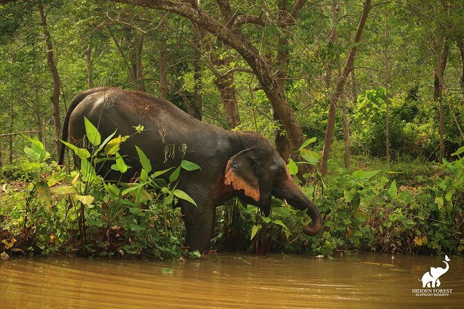 Phuket: Hidden Forest Elephant Reserve Guided Tour with Lunch - The first stop: refreshments, intro video, and feeding time