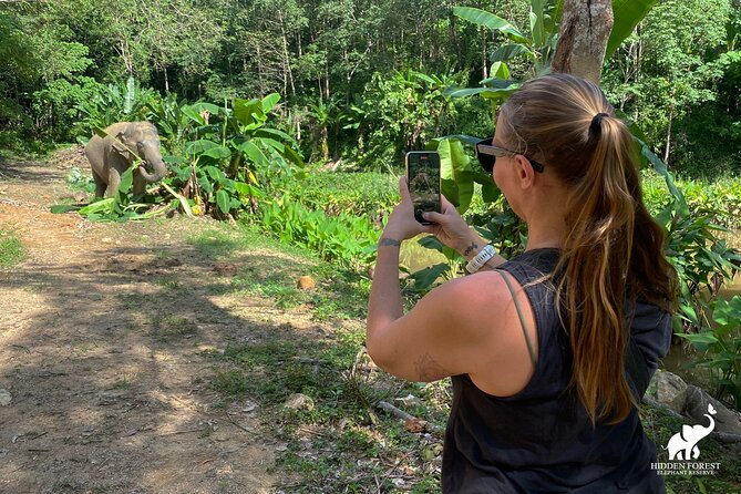 Phuket: Hidden Forest Elephant Reserve Guided Tour with Lunch - Getting there: pickup zones and how not to miss the window
