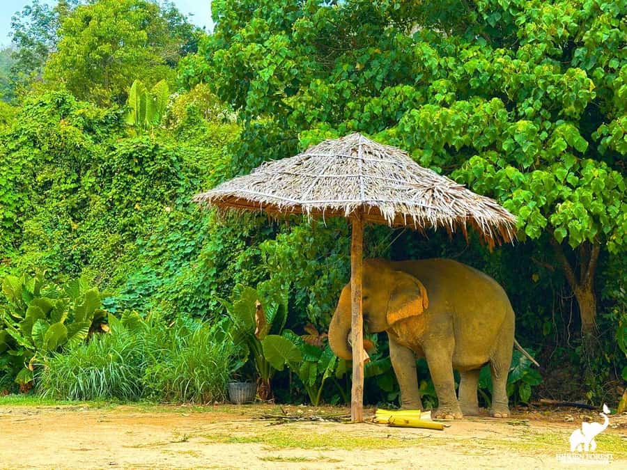Phuket: Hidden Forest Elephant Reserve with Meal & Transfer - Hidden Forest Elephant Reserve: what makes this Phuket elephant day different